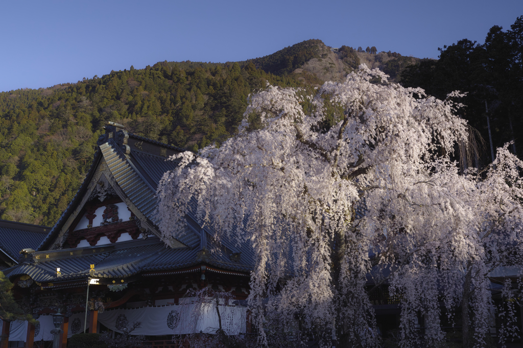 身延山久遠寺の枝垂れ桜