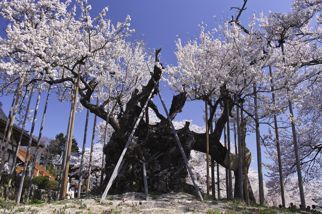 実相寺の山高神代桜