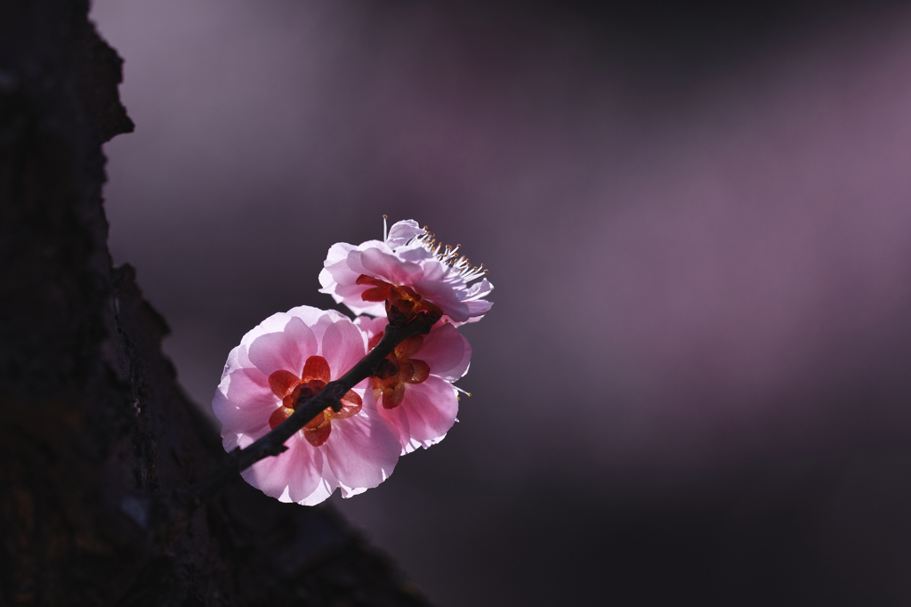 梅