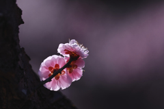 梅