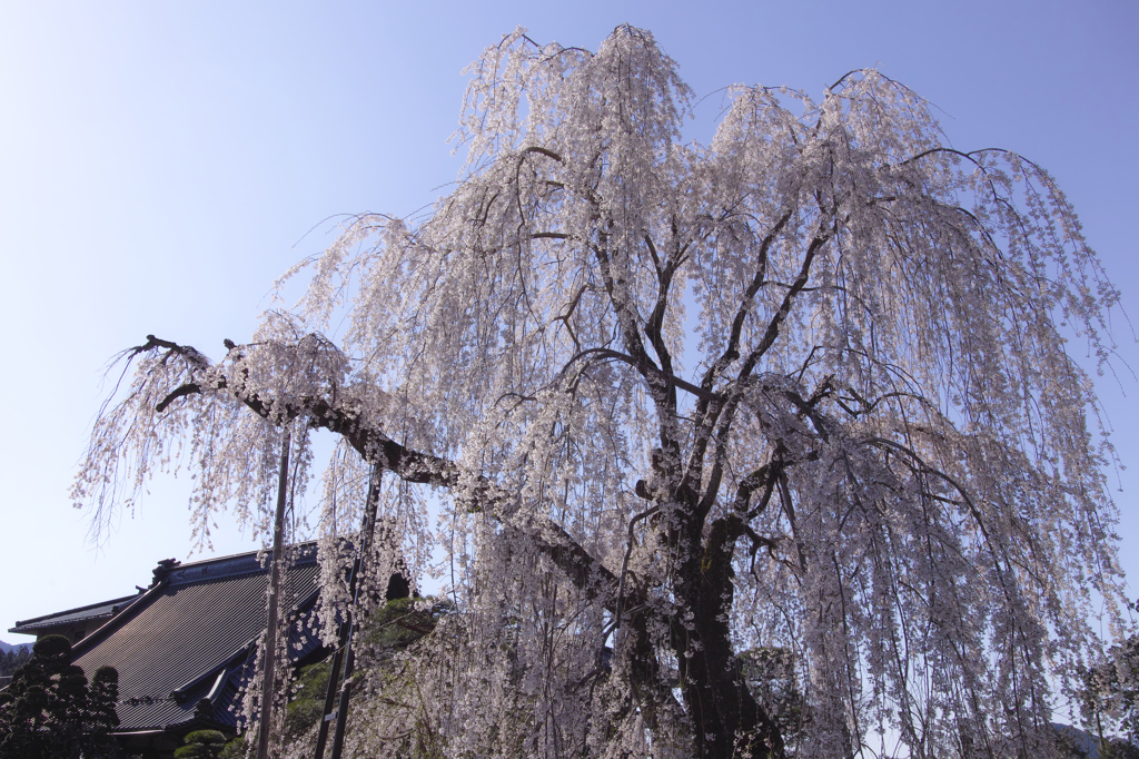 身延山久遠寺の枝垂れ桜