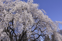 実相寺の枝垂れ桜