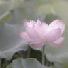 蓮花