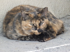 ボス猫？