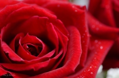 Rose Velvet