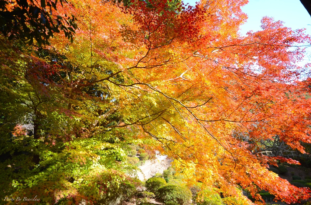 紅葉のラスタカラー