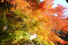 紅葉のラスタカラー