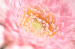 Birth of a Queen