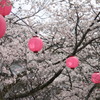 ぼんぼり