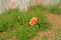 よくみる花なんですが