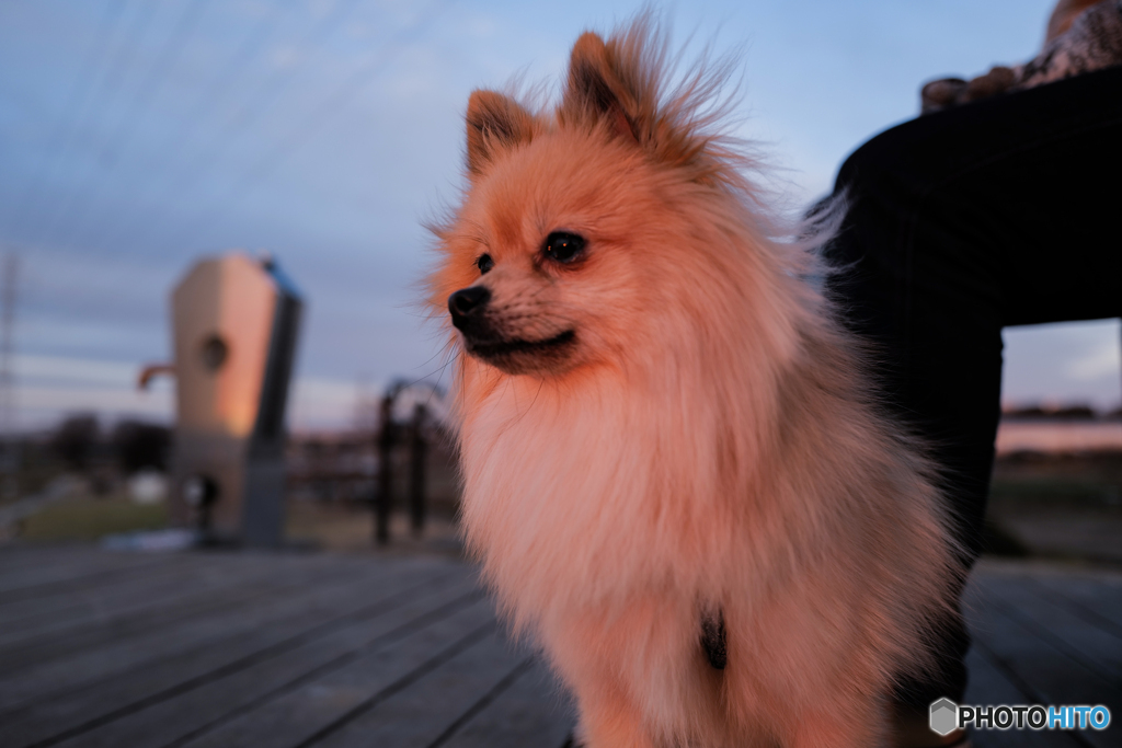 黄昏犬