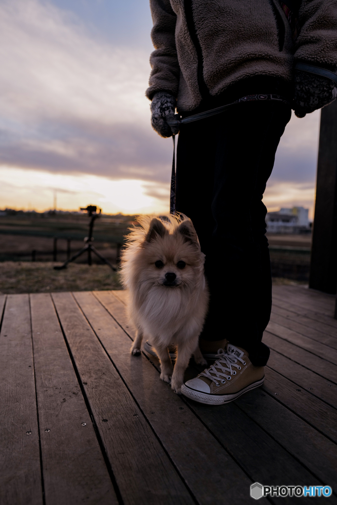 愛犬との夕焼け散歩