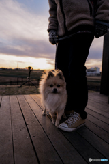 愛犬との夕焼け散歩