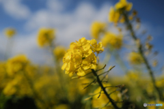 菜の花シーズン