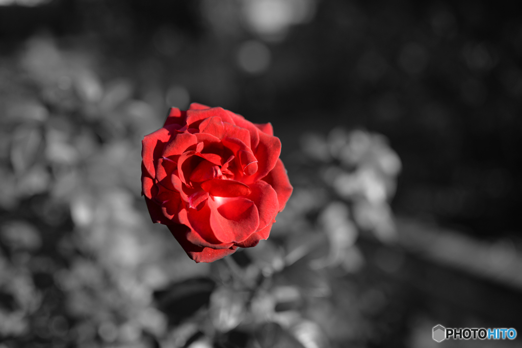 赤い薔薇を