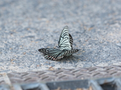 P5170677