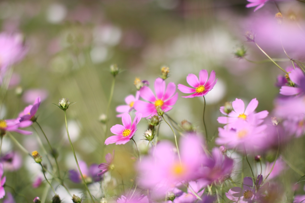 近所の畑の脇にて