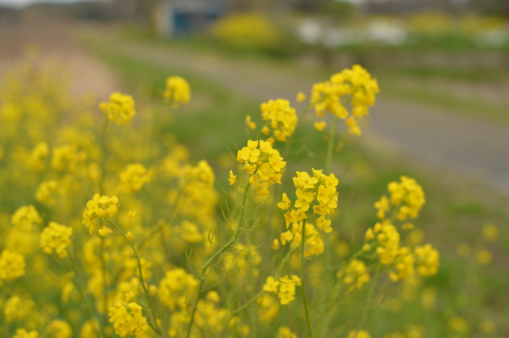 菜の花