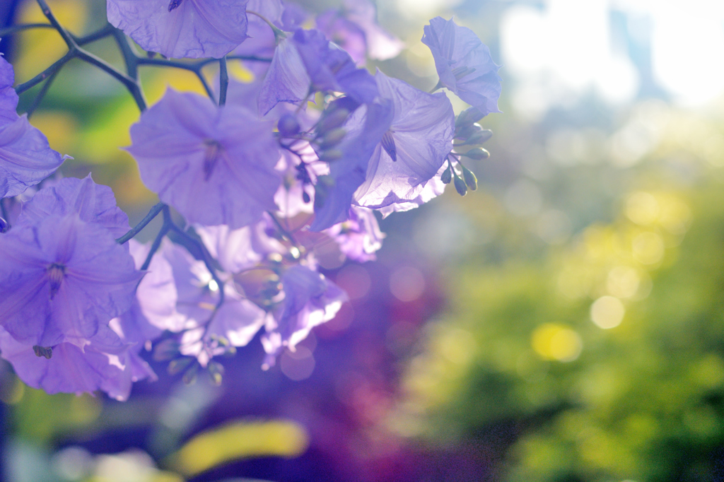 花
