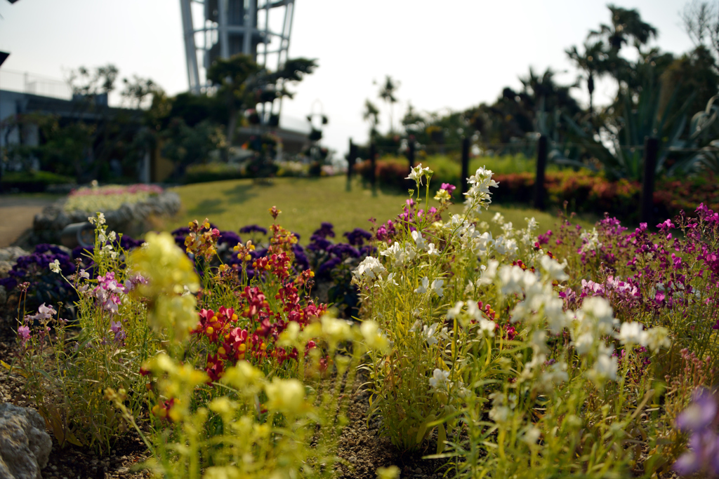 江の島花壇
