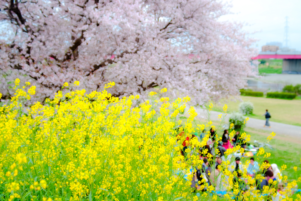 桜３