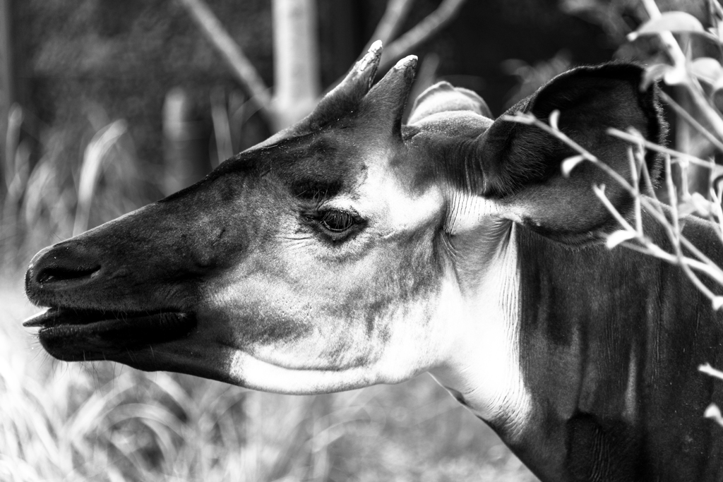 animal