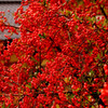 紅玉