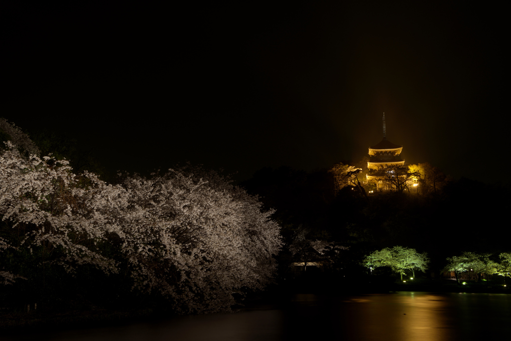 夜桜