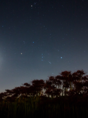 星空の曼珠沙華