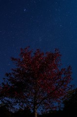 紅と星空