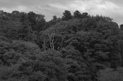 The tree which died 