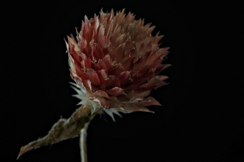 everlasting flower