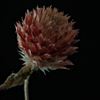 everlasting flower