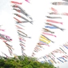 かんな鯉のぼり祭り