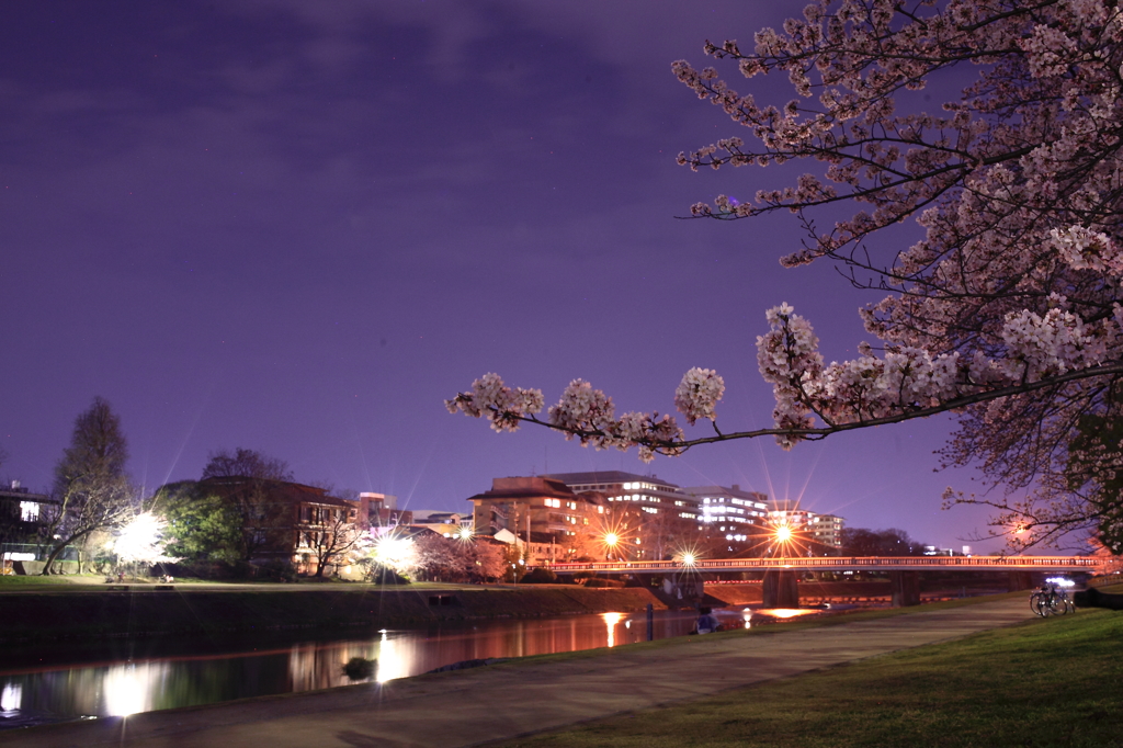 我が街の夜桜