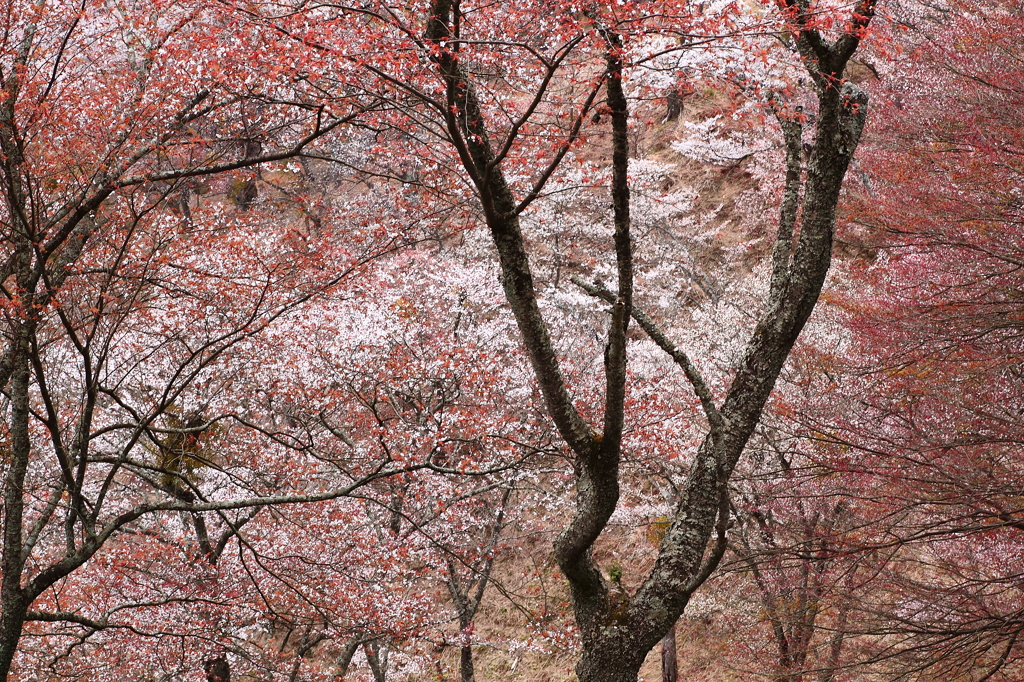 桜満開