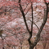 桜満開