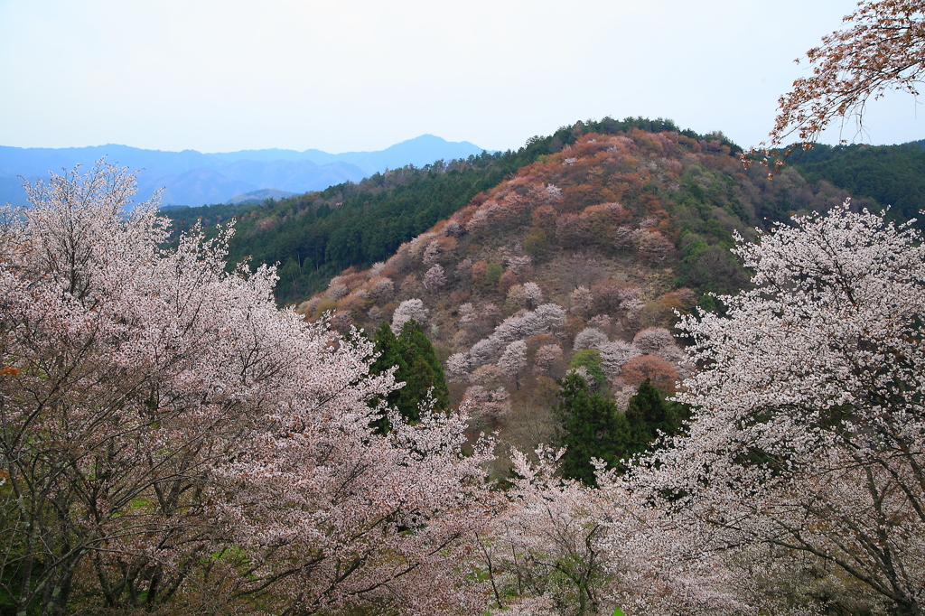 吉野山の桜