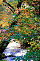 上高地の紅葉