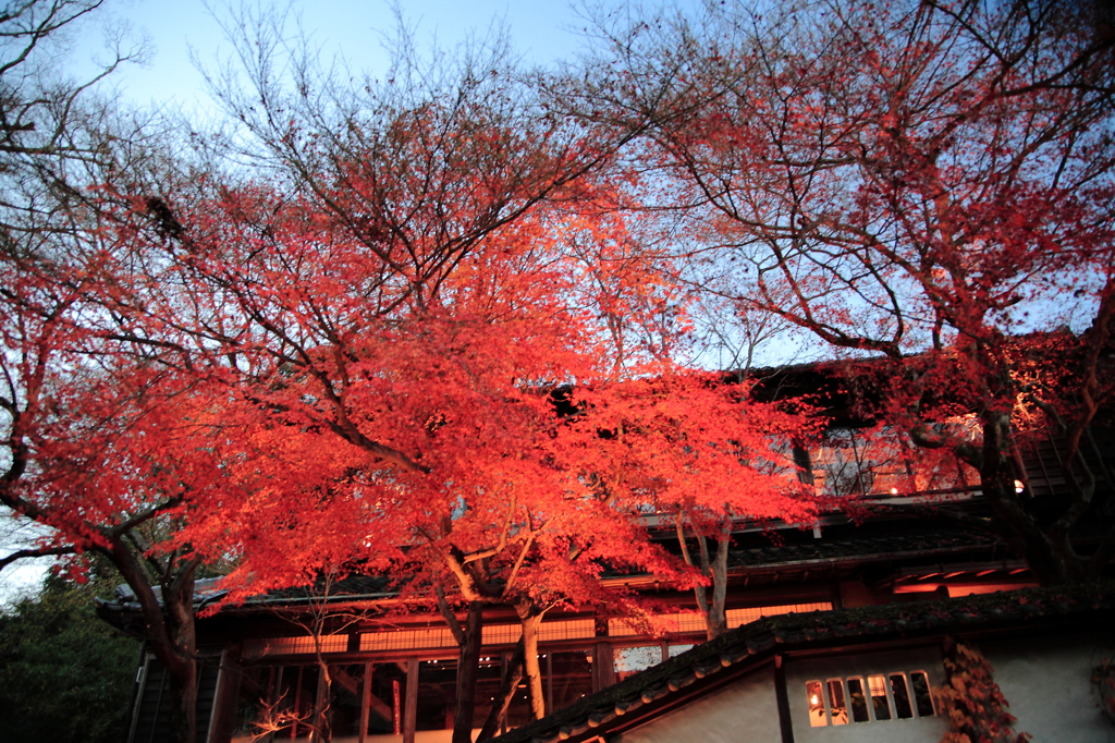 まだまだ紅葉してる