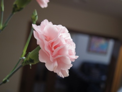 IMGP3792