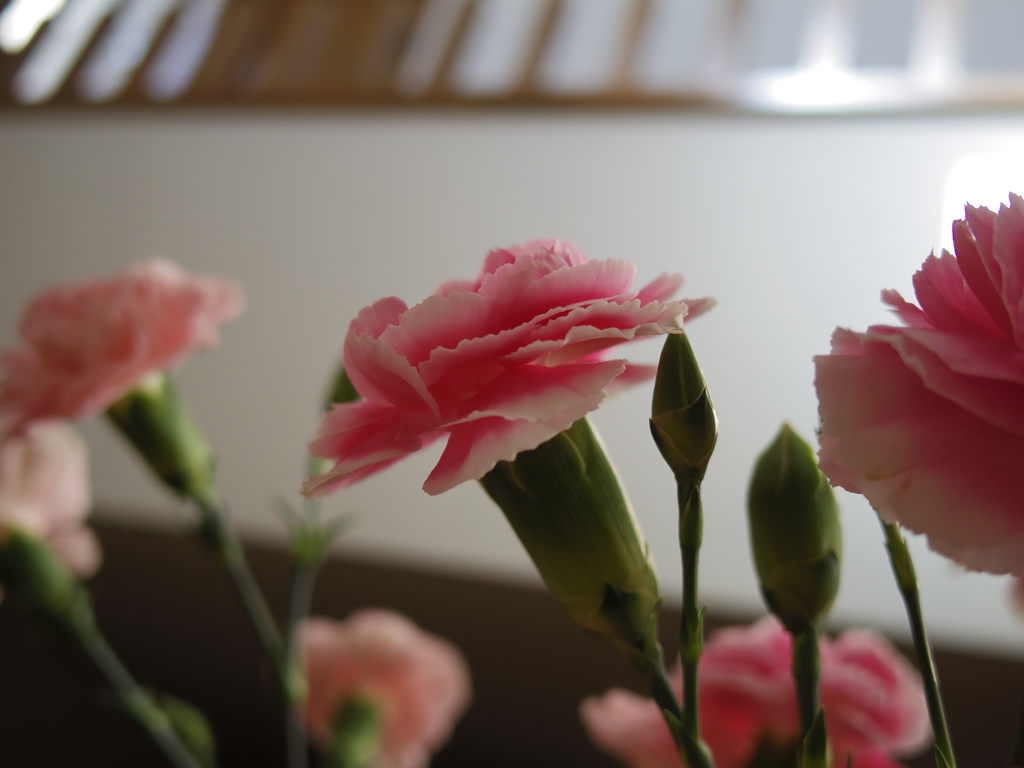 IMGP3794