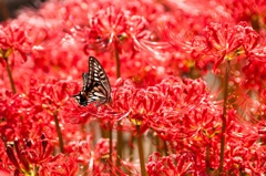 アゲハ蝶と花の蝶