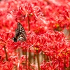 アゲハ蝶と花の蝶