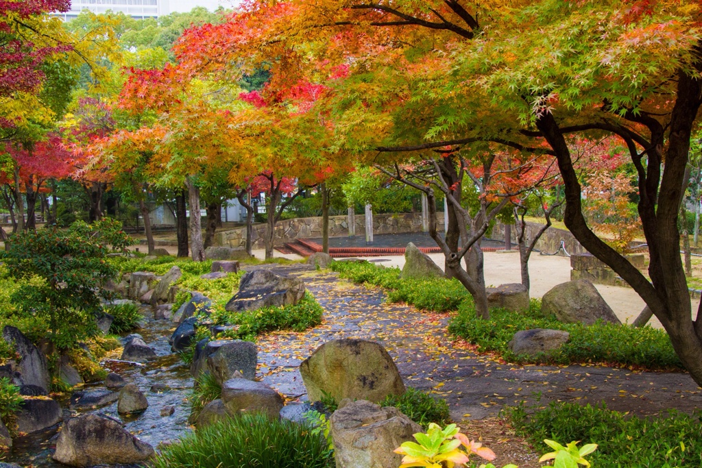 雨の日の紅葉
