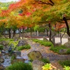 雨の日の紅葉