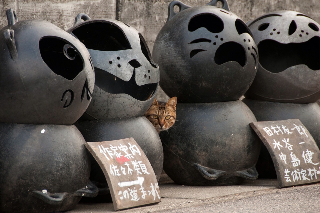 案内猫