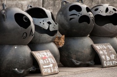 案内猫
