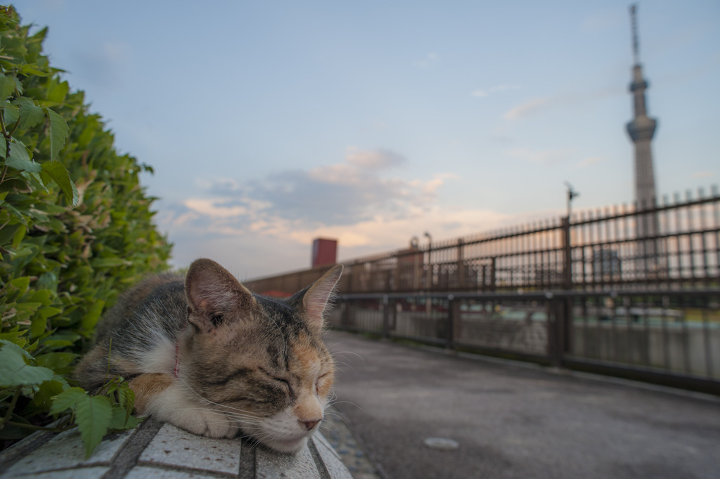 スカイツリーと猫