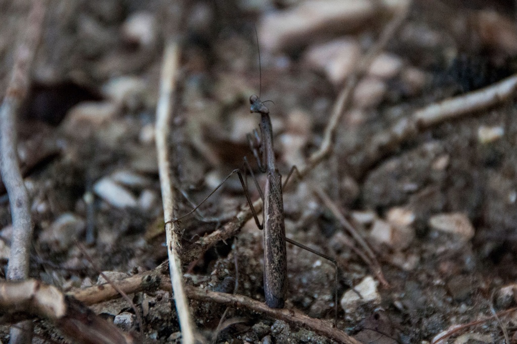 カマキリ